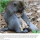 Monkey And Kitten Reenact <i>Eat, Pray, Love</i>